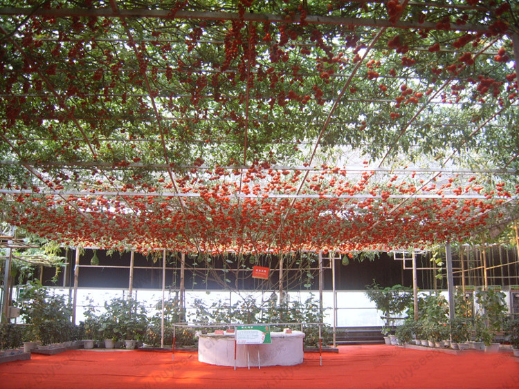 Picture 5 of 'Very good' tomato varieties produce tens of thousands of fruit per tree