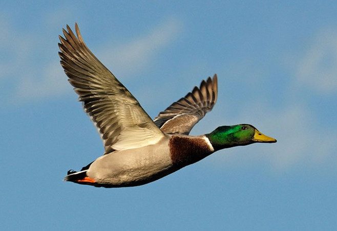 Picture 7 of Very interesting surprises about blue-necked ducks