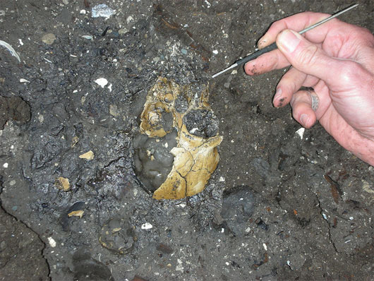 Picture 1 of Very rare fossils of gibbons