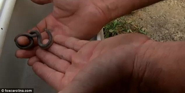 Picture 2 of Very rare two-headed solid detection