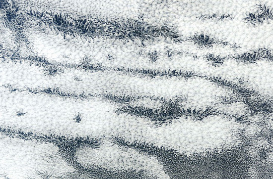 Picture 11 of Very strange, poisonous scales