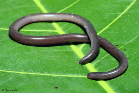 Picture 10 of Very strange super tiny snake in Vietnam