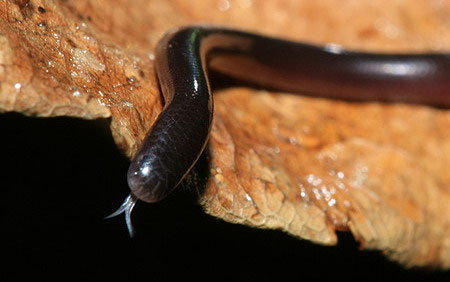 Very strange super tiny snake in Vietnam