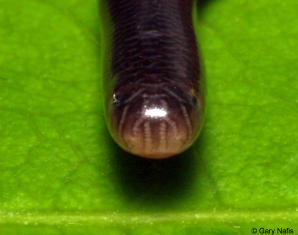 Picture 5 of Very strange super tiny snake in Vietnam