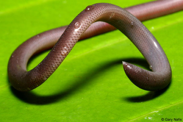 Picture 6 of Very strange super tiny snake in Vietnam
