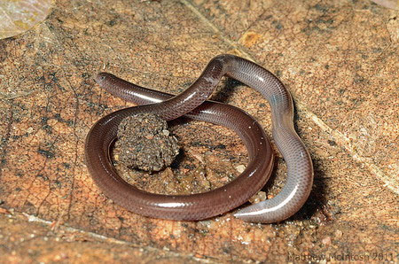 Picture 8 of Very strange super tiny snake in Vietnam