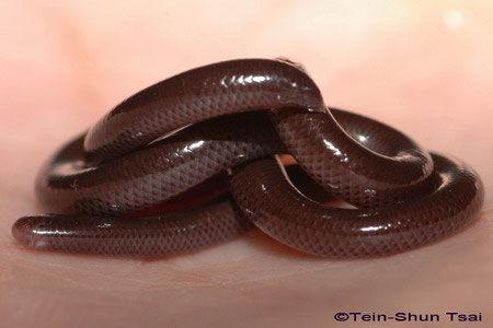 Picture 9 of Very strange super tiny snake in Vietnam