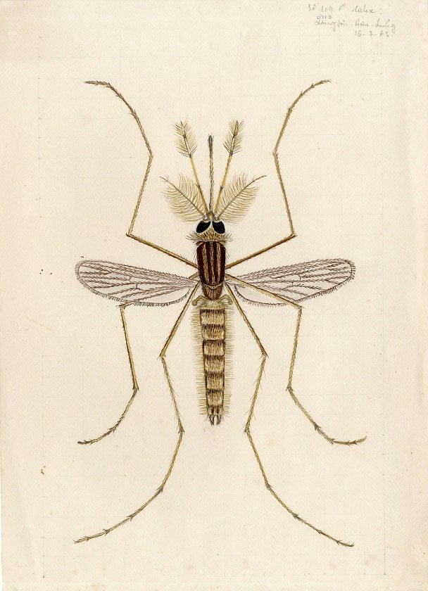 Picture 2 of Vi Kim Ngoc: A talented woman who is passionate about drawing mosquitoes