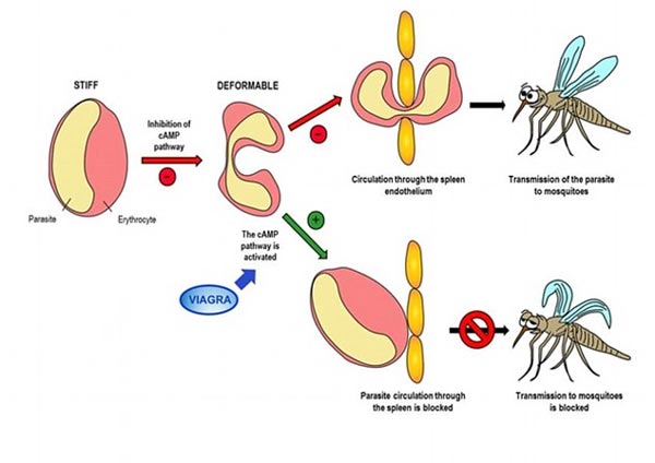 Picture 2 of Viagra helps fight malaria