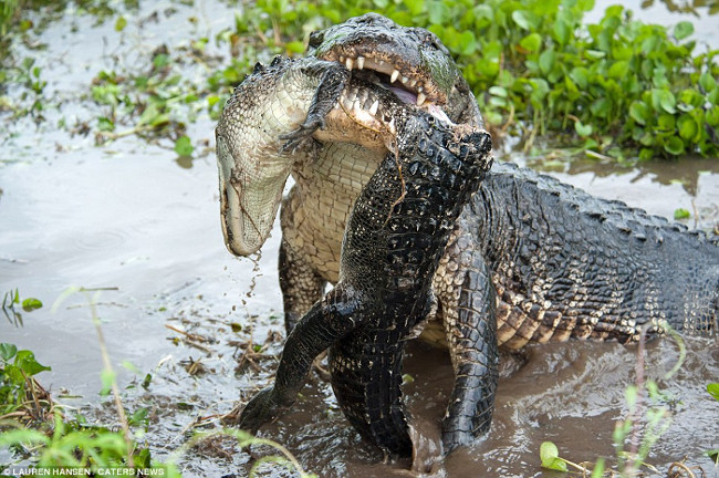 Video: 4m long crocodile devoured its kind