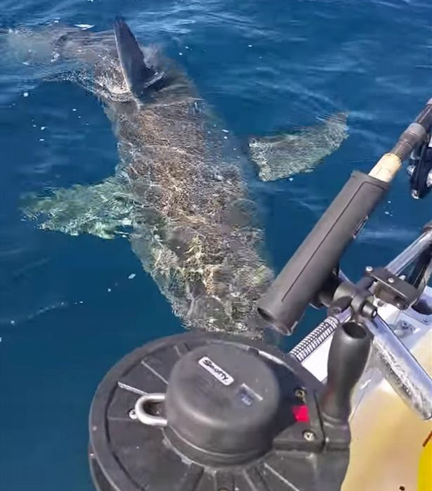 Picture 1 of Video: 4m long shark angry at fishing boat engine