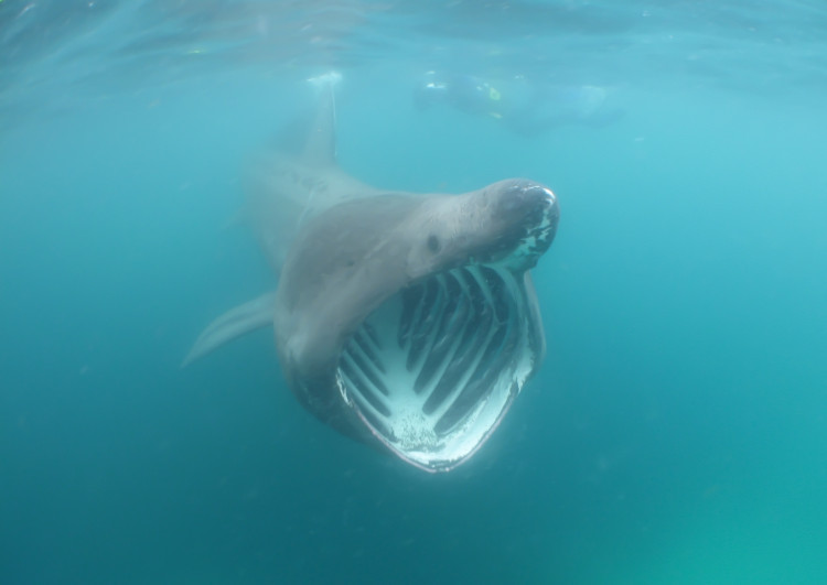 Picture 1 of Video: 7m long shark swimming close to canoeing tourists