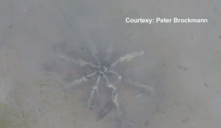 Picture 1 of Video: 8-foot starfish object suspected of alien equipment