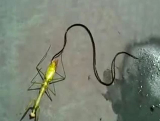 Picture 1 of Video: A close-up of a parasitic monster