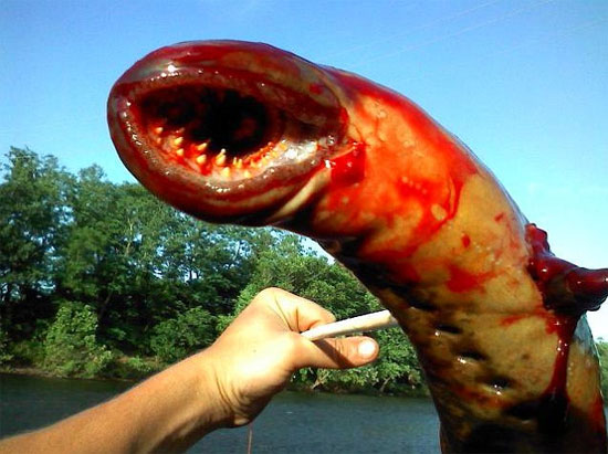 Picture 1 of Video: A close-up of terrifying sea monsters