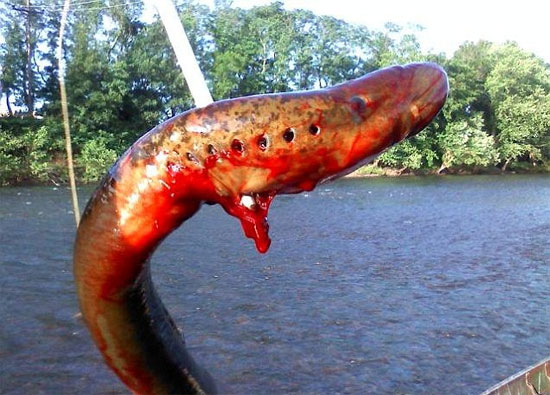 Picture 2 of Video: A close-up of terrifying sea monsters
