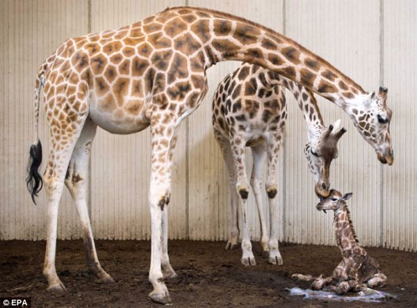 Picture 1 of Video about the birth of a giraffe