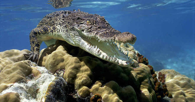 Picture 1 of Video: Australia's most dangerous animals