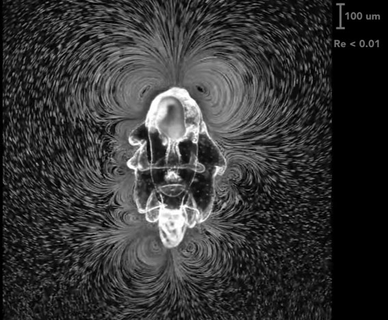 Picture 1 of Video: Beautiful whirlpools created by starfish larvae when feeding