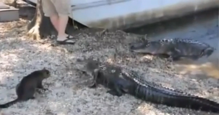 Picture 1 of Video Cat fight crocodile