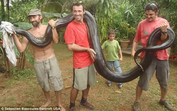 Picture 1 of Video: Catch the Anacoda python with your bare hands