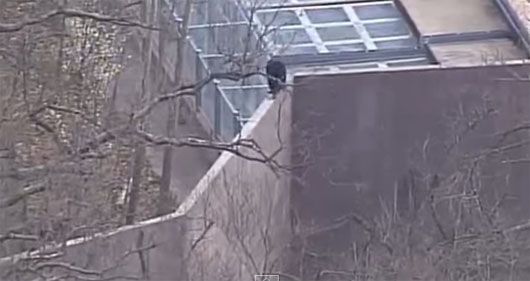 Picture 1 of Video: Chimp climbed the wall to escape the zoo
