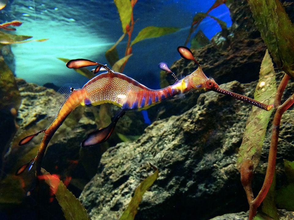 Picture 1 of Video: Close-up of male seahorses laying 2,000 birds at once