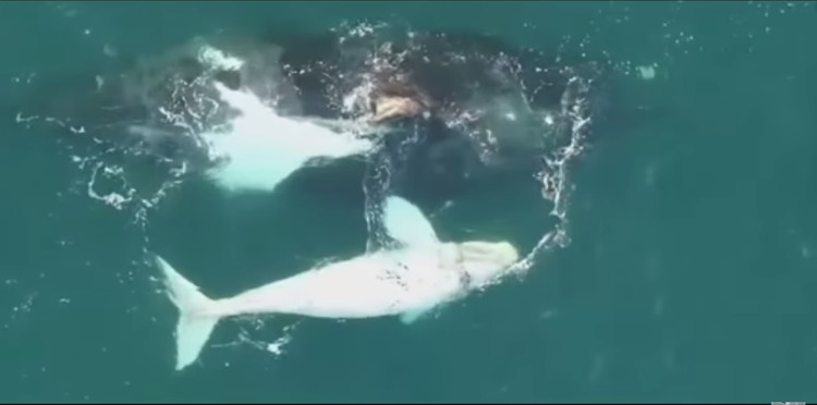 Picture 1 of Video: Discovering an extremely rare white whale off Australia