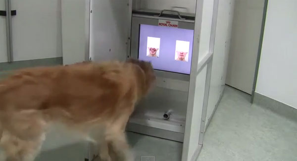 Picture 1 of Video: Dogs know how to distinguish emotions on people's faces