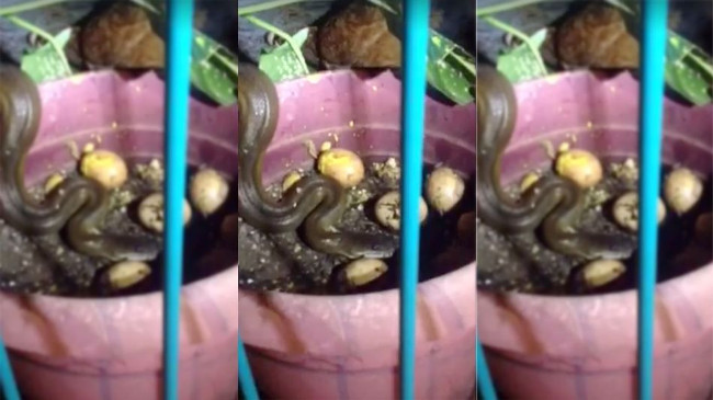 Picture 1 of Video: Encountering wild snakes stealing eggs, mother chickens surgery to stop