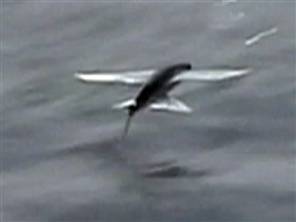 Picture 1 of Video footage of 'flying' fish