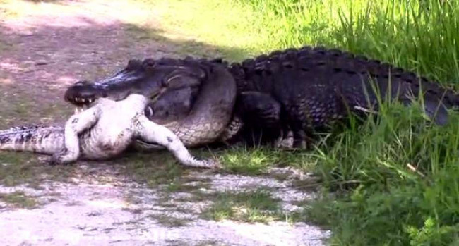 Picture 1 of Video: Giant carnivorous alligator in America