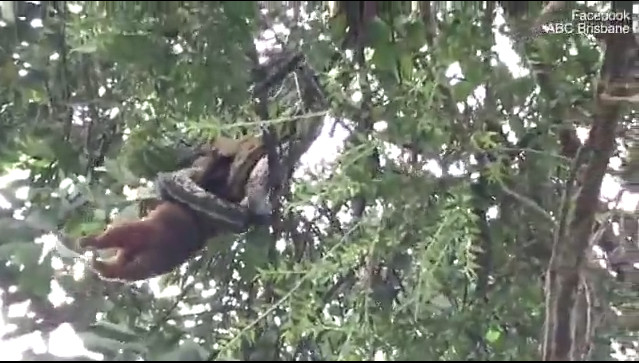 Picture 1 of Video: Grasping the head of a animal with a bag on the top of the tree to swallow