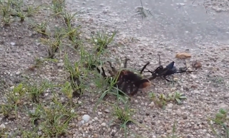 Picture 1 of Video: Hornets sting poisoned spiders