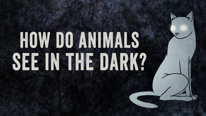 Picture 1 of Video: How do animals see in the dark?