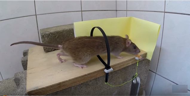 Picture 1 of Video: How to make a mousetrap