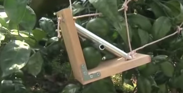 Picture 1 of Video: Japanese farmers reveal the secret of planting heart-shaped oranges