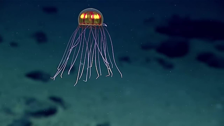 Picture 1 of Video: Jellyfish in the deepest ocean ditch in the world