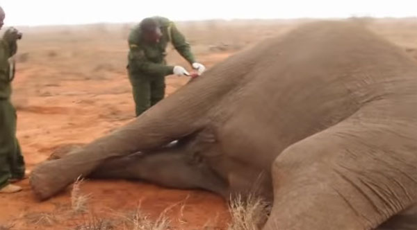 Picture 1 of Video: Lifeguards help elephants get hit by poison