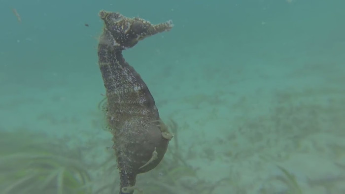 Picture 1 of Video: Male seahorse buckles and gives birth to hundreds of children