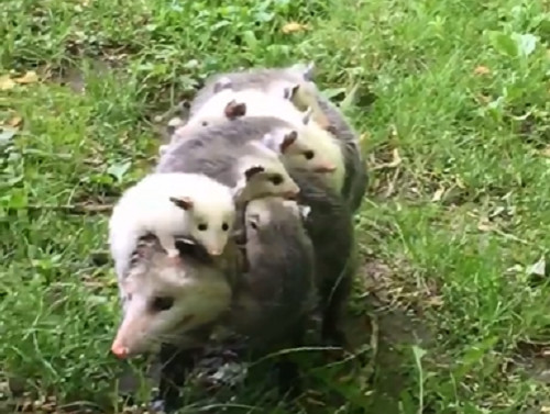 Picture 1 of Video: Mother's mink at the same time carrying 12 children on their backs in the US