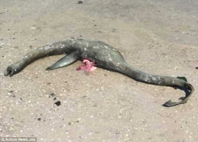 Picture 1 of Video: Mysterious creature like the Loch Ness monster appears on Georgia's sea