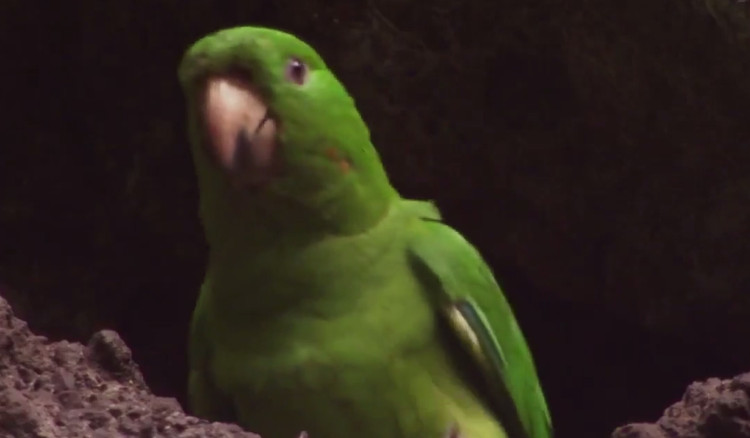 Picture 1 of Video: Parrots learn to fly on active craters
