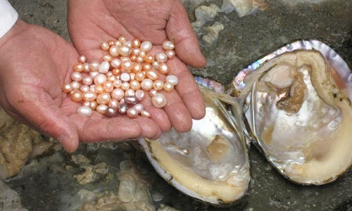 Picture 1 of Video: Pearl formation process in nature