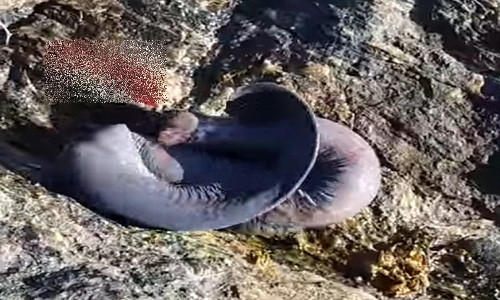 Picture 3 of Video: Professional aquatic monster