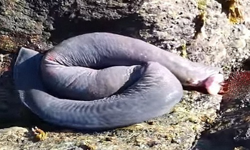 Picture 4 of Video: Professional aquatic monster