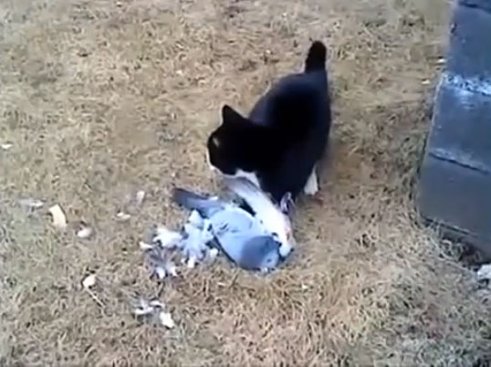 Picture 1 of Video: Pseudo-dead pigeons, cat pups to slip off good bait