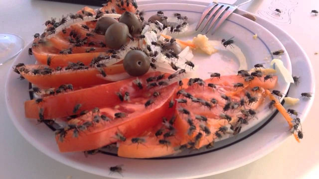 Picture 1 of Video: Risks of digesting food caught by flies
