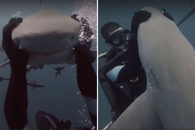 Picture 1 of Video: Scuba diver 'sharks cause heart attack