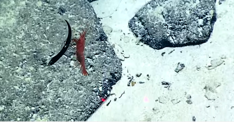 Picture 1 of Video: Sea shrimp skewered with belly, tearing the arowana in the blink of an eye
